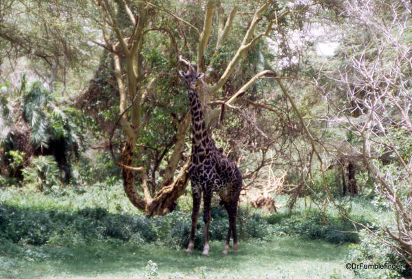 1999 Tanzania. Lake Manyara 008