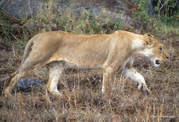 1999 Tanzania Serengetti 006