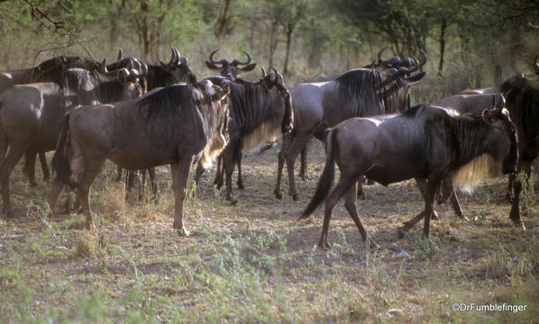 1999 Tanzania Serengetti 017