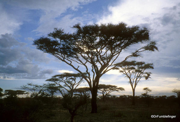 1999 Tanzania Serengetti 033