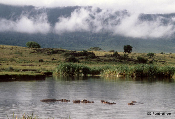 1999 Tanzania 008. Ngorongoro Crater. Hippos