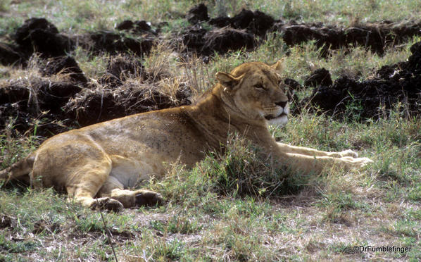 1999 Tanzania 020. Lion in Ngorongoro Crater
