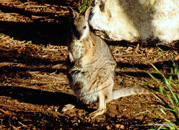 025 October 05 Kangaroo Island, Tamar wallaby,