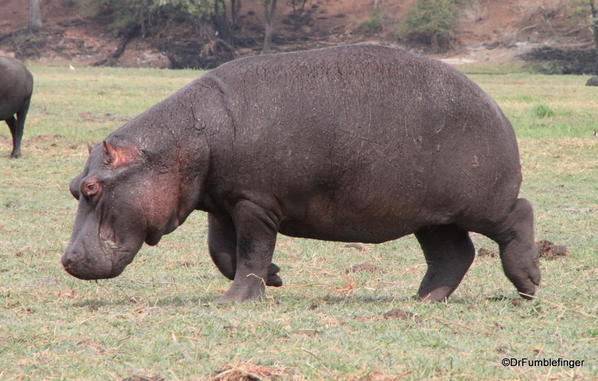 051 Chobe-2011-207- Hippos