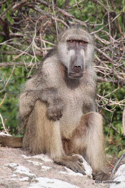 Chobe-2011-272-baboons