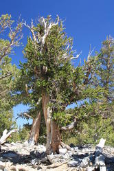 Great Basin National Park -- Bristlecone Pines