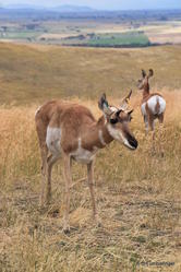 National Bison Refuge -- Pronghorn antelope