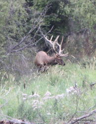 National Bison Refuge -- Bull elk